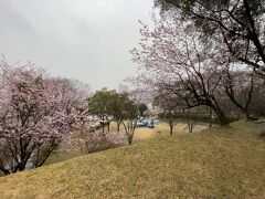 ハツミヨザクラ、皇子が丘公園にて。琵琶湖の眺望は…勿論ない…。