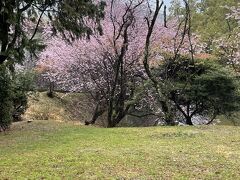 ハツミヨザクラ、皇子が丘公園にて。