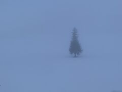 濃霧のクリスマスツリーの木です。
これはこれでいい感じです。
車の運転は注意が必要でした。