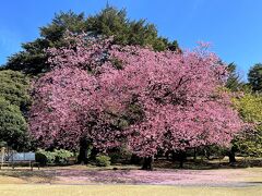 東京・新宿区『新宿御苑』のカンザクラ（寒桜）の写真。

雨で散ってしまった花びらが下に落ちてピンクの絨毯ができています。

茶室【翔天亭】から見下ろすことができます。