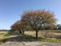 河津桜が連なる場所に来ました。
ちょっと異変に気付く。なぜだろか桃色が見えない。