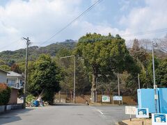 かつては山城のあった朝日山
今はゴルフ場として開発されていますが、場内にはかつての街道沿いの松並木が残されているそうです。