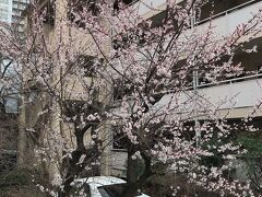 ここからは、裏通りを抜けて原宿～渋谷へ。
若者の街に雰囲気が一気に変わります。

いろいろなお店を眺めながらファッショナブルな文化を楽しみます。

途中、渋谷キャストの近くで桜を見かけることができました。