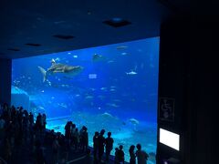 翌日はレンタカーをホテルで借りて美ら海水族館へ。
一度は行ってみたいと思いつつ、なかなか行けませんでしたが、ようやく来れて大満足！