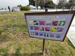 海のほうに来ました。山下公園です。