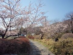 玉縄桜　田原ふるさと公園に咲く桜で、昭和44年神奈川フラワーセンター大船植物園で誕生、ソメイヨシノの自然実生から選択したもので、早咲きで2月に開花し、一カ月以上花を楽しめます