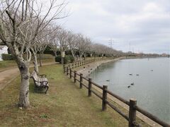 袋公園（千葉県旭市鎌数）

大きな池とその周りを囲むように植えられた桜が見どころ。
桜の開花が待ち遠しい。
池にカモがたくさんいます。
