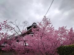 出町柳の駅のすぐ近くにある長徳寺。
こちらの桜は早咲きです。
何人もの人が見に来て写真にとってました。
中には入れません。
でもこの満開の桜が見られて結構満足しました。