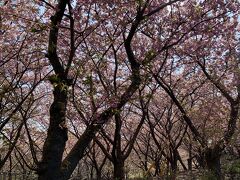 次はランチにいよいよ三浦海岸の方へ。途中、河津桜と菜の花がきれいな公園を通り過ぎて、写真だけを撮りました。