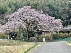 我が家の桜のお母さんの桜を見に、夫と出かけてきました。