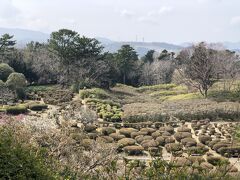 小室山公園はツツジの名所としても知られています。

公園の一角につつじ園がありますが、見頃は4月下旬から5月上旬とのことで、まだ1ヶ月以上先でした。

約10万本のツツジが咲き誇る景観は素晴らしいそうで、丁度その時期につつじ祭りが開催されます。