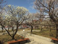 おまけの写真。
散策1か月ほど前に訪れた大谷田公園の梅園の様子です。
