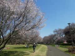 野川公園に入ります。
左右どちらも桜なのかな？
左右の木も違うようだけど、太陽の当たり方の違いなのか左だけ咲いています。
