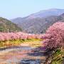 春旅　河津桜まつりと大江戸温泉物語へ