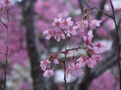 ホテルの近くを散歩。
ラウンジから、早咲きの桜かなっていうものが見えたので、そちらに行って見ました。