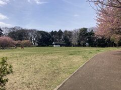 最初に来たのは、臼井城址公園、ここも河津桜の名所
２１日は、まだ咲いていたが葉がだいぶ出ていた。