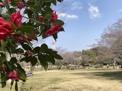 臼井と志津の間、上座公園、ソメイヨシノが沢山植えてあるが、まだつぼみがふくらんでる状態

３月２５日撮影
