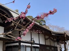 そのかわり、上座公園の近くにある宝樹院には、まだ梅が咲いていた

３月２５日撮影