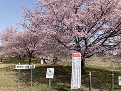 満開で、最高のタイミングでした。

こちらのサイトで、坂戸市の桜スポットの開花状況が分かり、便利です。
https://www.city.sakado.lg.jp/soshiki/25/30262.html