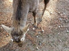 気を取り直して、食後は歩いて2～3分の奈良公園で鹿と存分に遊んできました！
鹿せんべい屋さんも興福寺近辺にたくさん出てました。

冬の明日香と奈良公園、大満足でした！
詳しい動画を良かったらご覧ください↓

https://youtu.be/TjXdUlGz4vE