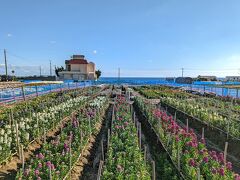 「白間津お花畑」に立ち寄ったり…。花摘みはしないのですが、見学できるかなーと。まだ少し早かったようで、あんまり咲いてませんでした。