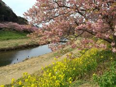 道の駅に車を停め、青野川の河津桜。