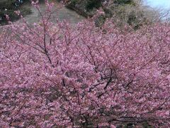 帰り際に見た
河津桜
川沿いにあった　あまり知られていない名所？？？
満開桜をご満悦でした