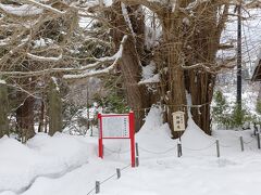 　日枝神社ご神木の大銀杏。