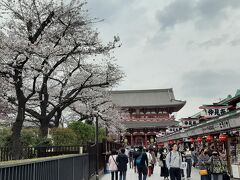 浅草寺と桜。