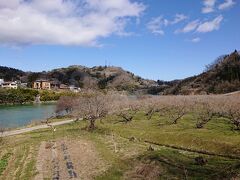 続いて道の駅信州新町から更に西へ10分。
信州新町のろうかく湖の南岸のろうかく梅園にやって来ました。