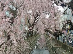 このまま帰ろうか、、と思ったけど、やっぱりこちらもよりましょう。昨年も来た溝の口の枝垂れ桜。
溝口二子遊歩道　です。
枝垂れがこんなに咲いているところはそこまでないと思う＆とてもきれいです。