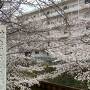 春が来た！2022年の桜～神奈川（登戸・宿河原・溝の口・元住吉）の桜たち♪～
