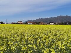 出雲大社へ向かう途中に見つけた菜の花畑&#10024;
ゆめタウン斐川店近くです。