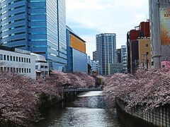 目黒川(桜並木)