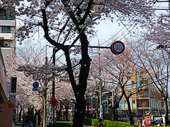 坂の途中も桜が咲いています