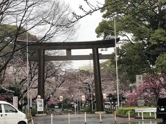 名古屋　護国神社　26日は土曜日だったからこの辺りは路上駐車許される　ここも桜の名所