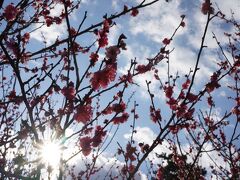 まだ小田原に戻ってきて、小田原城址公園へ。
梅の花がきれいに咲いていました♪