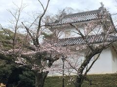 東京の桜は満開だそうですが、ここ土浦の桜はまだまだ「咲きはじめ」いう状況で少し残念です。(＊3/27)