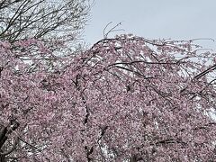 東慶寺へ、到着、この日はワークショップへのお誘いを受け、まずはここからスタートです。

まさかの桜・・・・？そして、こんなに綺麗に咲いている・・・？