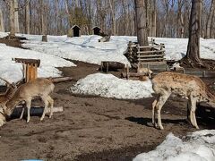 その後追分の鹿公園を経由して