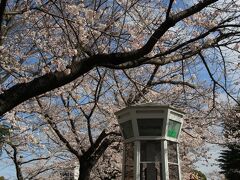 元町公園の桜は満開に近い
