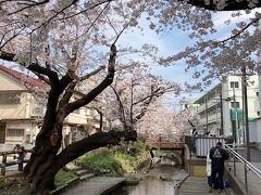 さぁ、桜の観賞です！
宿河原駅付近から、上流に少し歩きます。