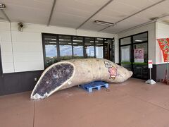 午後は、読谷の海岸沿いを散歩しました。
米軍の方々でしょうか、海沿いをランニングされている方が多かったです。

散歩も堪能し、大好き「うるマルシェ」にでかけます。
途中、「読谷ゆんた市場」に立ち寄ります。お土産にできそうなブースもありますが、野菜など新鮮野菜が多いので旅行者の方で時間のある方は「うるマルシェ」をおすすめします。
入り口の巨大なお芋。SNSで見たな～…。
https://www.ja-okinawa.or.jp/farmersmarket/detail.php?id=540