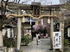 堀川通り沿いにある「水火天満宮」京都の桜見物と、御朱印をもらいに行ってきました。水難火難避けの神様と云われ、923年に創建されたそうです。