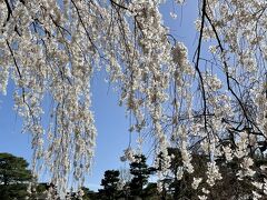 京都御苑の桜が満開だとテレビでやっていました。
ソメイヨシノは、まだですが、枝垂れ桜は、咲く時期が少し早いから、楽しみです。