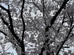 こちらはまたまた桜が美しい小動神社。