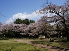 ２～３組程、敷物を引いて、
お花見ランチをしていましたが、
広々としているので、
それぞれの桜の木を、ほぼ独占。
