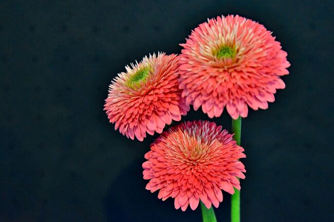 いつも前向きで元気な花 ガーベラ Gerbera 岩倉 江南 愛知県 の旅行記 ブログ By 風に吹かれて旅人さん フォートラベル