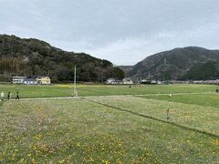 松崎名物、田んぼの花畑も始まってます。