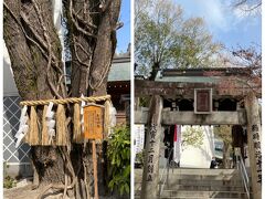 櫛田神社の夫婦銀杏
南神門からお邪魔します